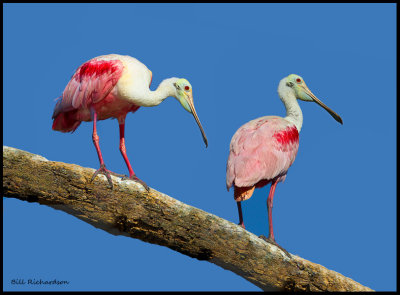 spoonbill duo.jpg