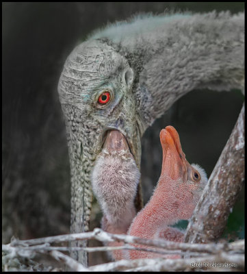 spoonbill feeding chicks2.jpg
