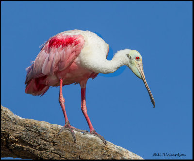 spoonbill.jpg