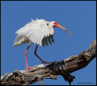 white ibis w wings extended copy.jpg