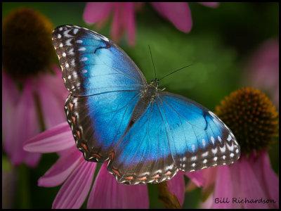 blue butterfly.jpg