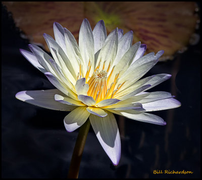 white water lily.jpg