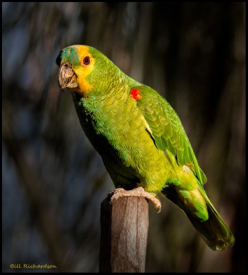 Blue Fronted Parrot or Turquoise Fronted Parrot (Amazona Aestiva)..jpg