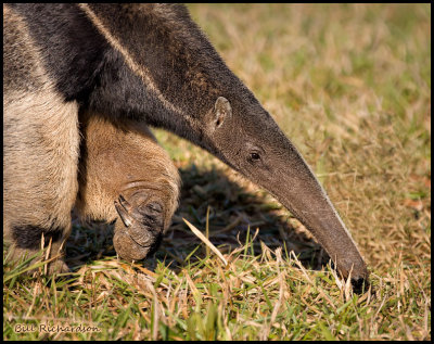 anteater head and claws.jpg