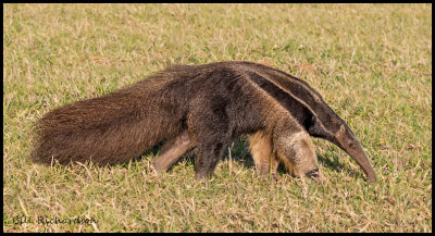 anteater side view.jpg