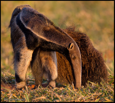anteater twisted.jpg