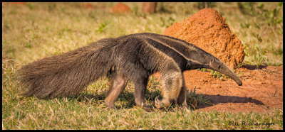 anteater w termite mound.jpg