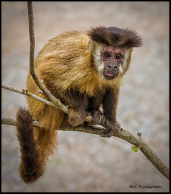 capuchin adult male.jpg