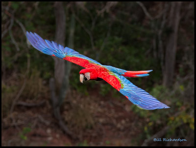 macaw flying 3.jpg