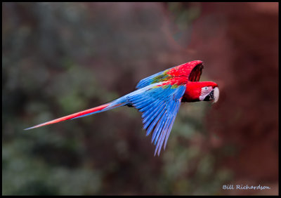 macaw flyingv2.jpg