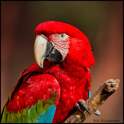 macaw portrait2.jpg