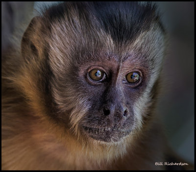 monkey face.jpg