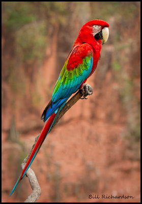 red and green macaw on perch.jpg