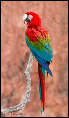 red and green macaw on perch2.jpg