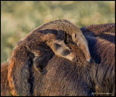 anteater baby2.jpg