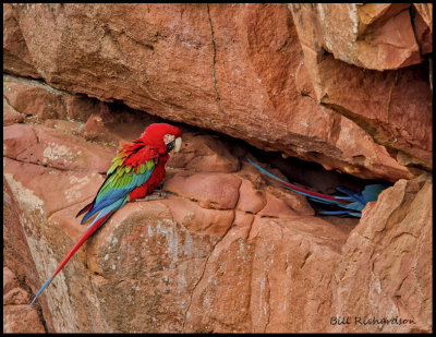 macaw nesting hole.jpg