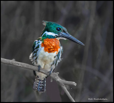 amazon kingfisher (male).jpg