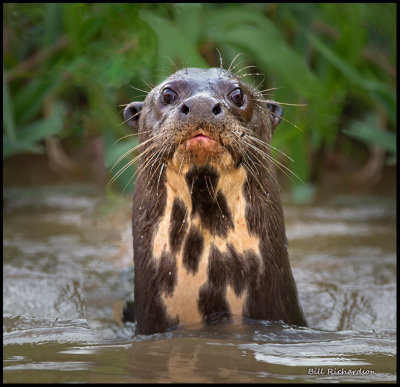 giant river otter periscoping.jpg