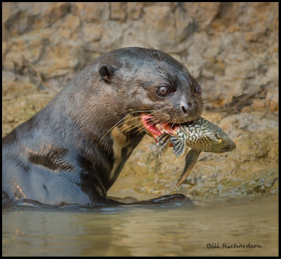 giant river otter w catfish.jpg