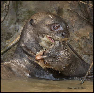 giant river otter with baby.jpg