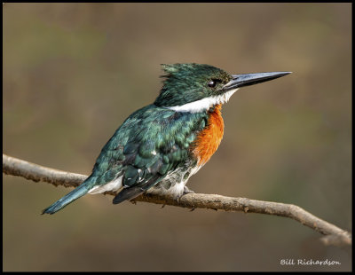 Green Kingfisher (male).jpg