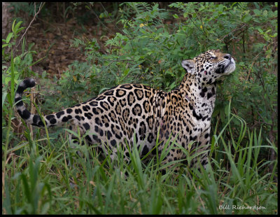 jaguar marking his territory.jpg
