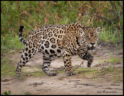 Mick Jaguar walking.jpg