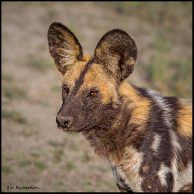 African hunting dog.jpg