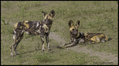 African hunting dogs2.jpg