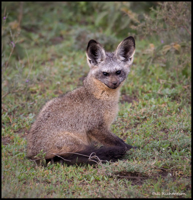 bat eared fox .jpg