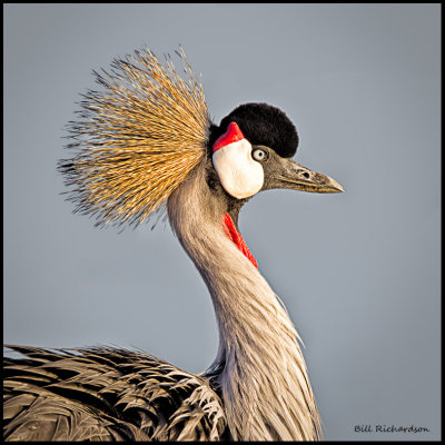 crowned crane portrait .jpg