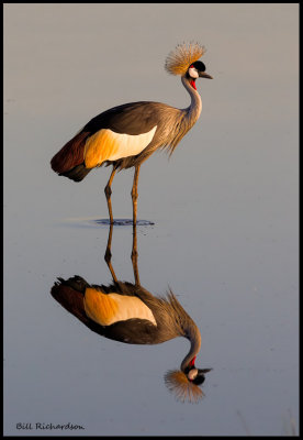 crowned crane reflection .jpg