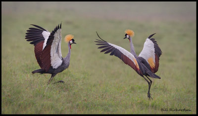 crowned cranes dancing2 .jpg