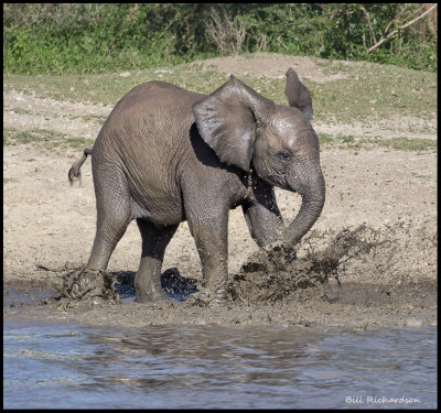 elephant calf in water .jpg