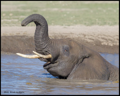 elephant in mud bath 1.jpg