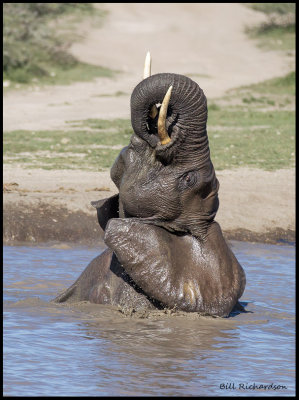 elephant playing in water .jpg