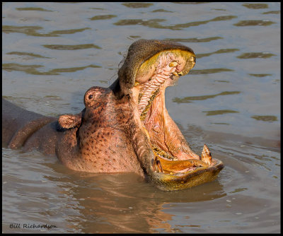 hippo yawn .jpg