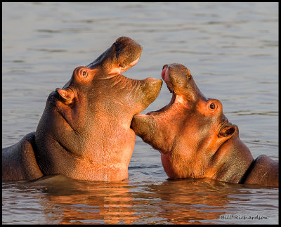 hippos mouthing.jpg