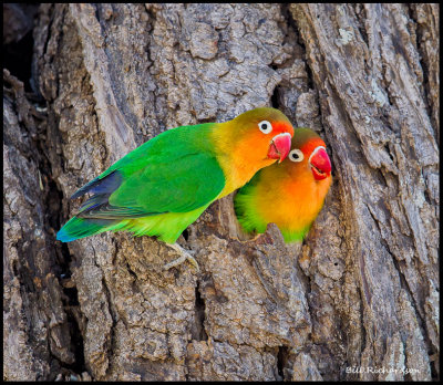 lovebirds2.jpg