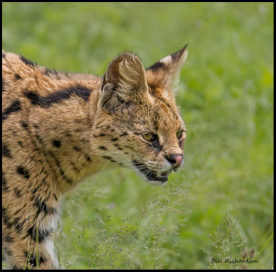 serval closeup .jpg
