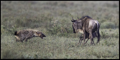 wildebeest hyena attack 2 (2).jpg