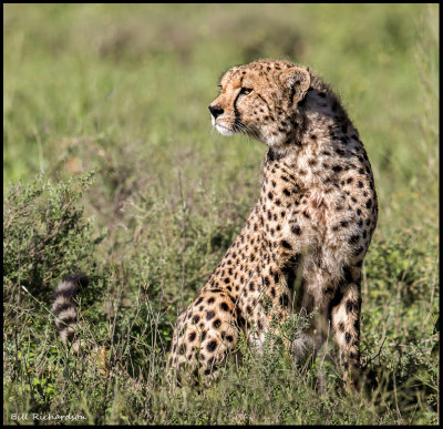cheetah looking.jpg