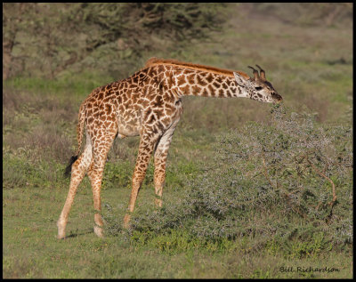 giraffe eating.jpg