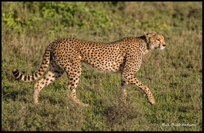 cheetah on the move.jpg
