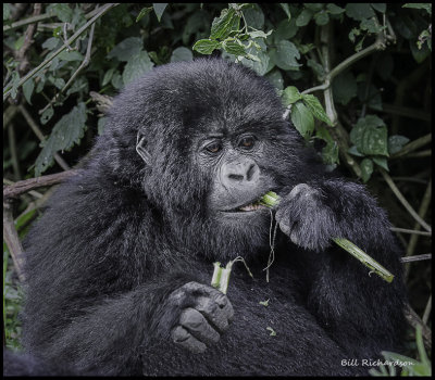 gorilla eating stalk.jpg