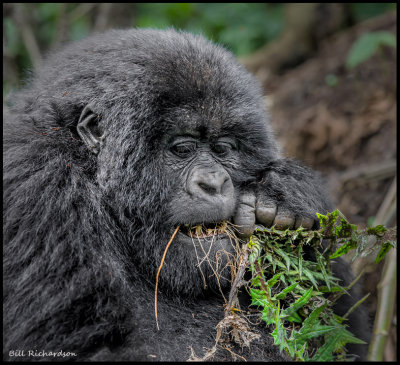 gorilla eating2.jpg