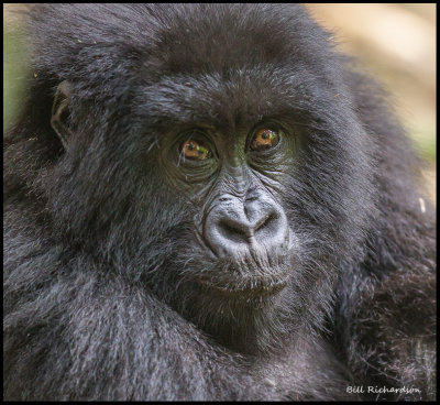 gorilla juvenile looking.jpg