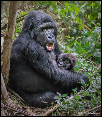 gorilla mother w baby.jpg