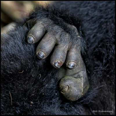 gorilla pedicure needed.jpg