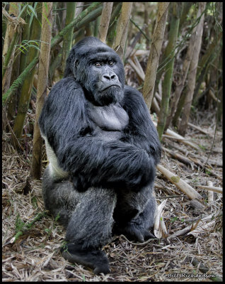 gorilla silverback sitting.jpg
